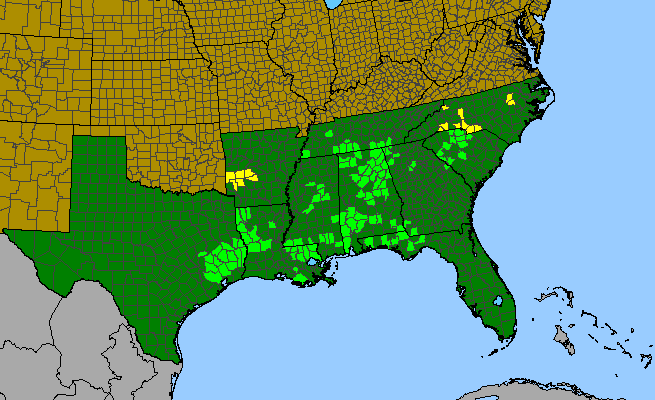 The range of Ilex longipes